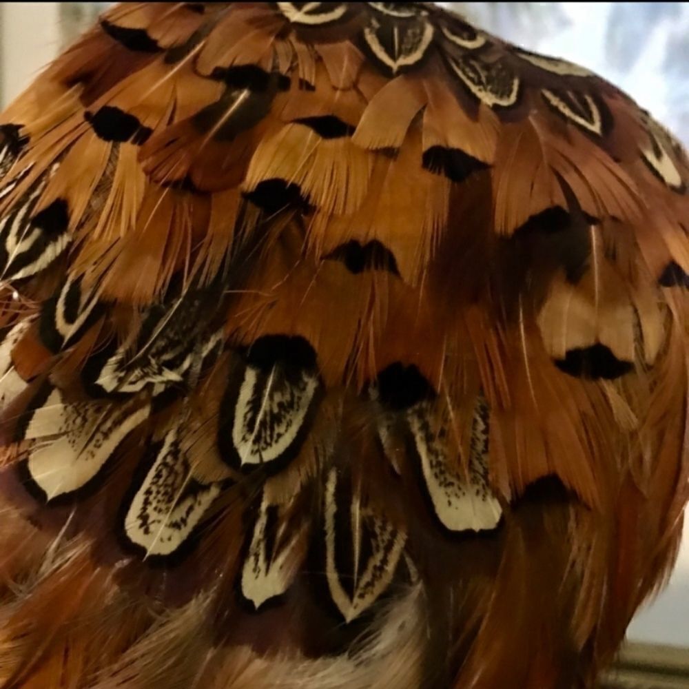 VINTAGE 1960'S PHEASANT FEATHER HEAD BAND - Picture 6 of 7